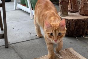 Alerte Découverte Chat croisement Mâle Payerne Suisse