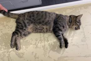 Alerte Découverte Chat Femelle , 3 ans Misery-Courtion Suisse