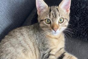 Alerte Disparition Chat  Femelle , 0 ans Granges-Paccot Suisse
