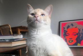 Alerte Disparition Chat Femelle , 2 ans Perly-Certoux Suisse