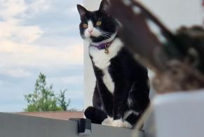 Alerte Disparition Chat Femelle , 14 ans Savigny Suisse
