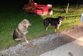 Alerte Découverte Chien Inconnu Villarsel-sur-Marly Suisse
