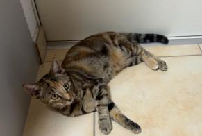 Alerte Disparition Chat Femelle , 0 ans Borex Suisse