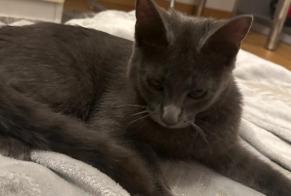 Alerte Découverte Chat Femelle Sierre Suisse