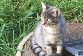 Alerte Découverte Chat  Inconnu Bulle Suisse
