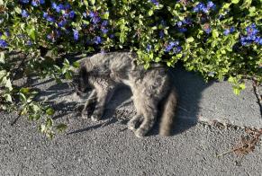 Alerte Découverte Chat Inconnu , 5 ans Pully Suisse