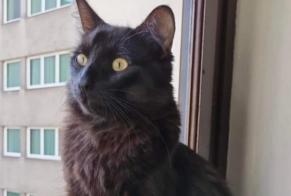 Alerte Découverte Chat  Mâle Genève Suisse
