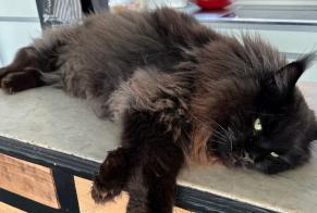 Alerte Disparition Chat  Mâle , 2023 ans Autigny Suisse