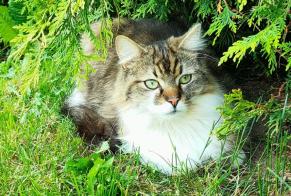Alerte Disparition Chat croisement Mâle , 1 ans Moutier Suisse