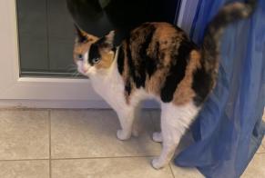 Alerte Découverte Chat Femelle Saint-Imier Suisse