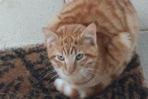Alerte Découverte Chat  Mâle Courtepin Suisse
