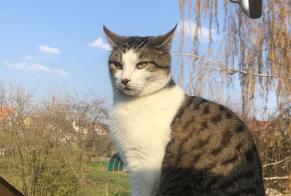 Alerte Disparition Chat Mâle , 7 ans Cossonay Suisse