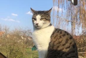 Alerte Disparition Chat Mâle , 8 ans Cossonay Suisse