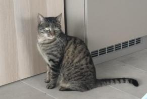 Alerte Disparition Chat  Femelle , 3 ans Bière Suisse