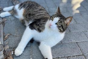 Alerte Disparition Chat croisement Mâle , 4 ans Crans-Montana Suisse