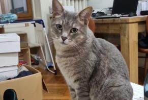 Alerte Disparition Chat  Mâle , 6 ans Genève Suisse