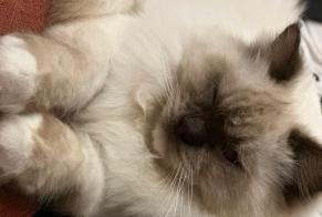 Alerte Disparition Chat  Mâle , 1 ans Veyrier Suisse