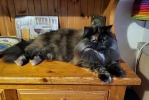 Alerte Disparition Chat  Femelle , 4 ans Plan-les-Ouates Suisse