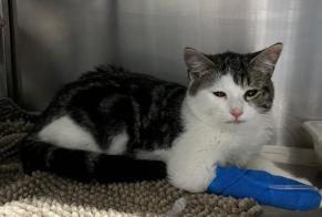 Alerte Découverte Chat croisement Mâle Le Mont-sur-Lausanne Suisse