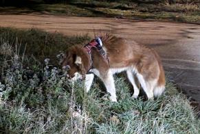 Alerte Découverte Chien  Inconnu Basse-Allaine Suisse