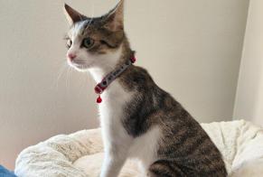 Alerte Disparition Chat croisement Femelle , 1 ans Neuchâtel Suisse