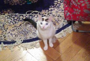 Alerte Disparition Chat croisement Mâle , 1 ans Morges Suisse