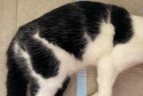 Alerte Découverte Chat  Femelle , 1 année Vucherens Suisse