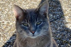 Alerte Disparition Chat croisement Mâle , 13 ans Mettembert Suisse