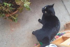 Alerte Découverte Chat Mâle Ormont-Dessus Suisse