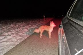 Alerte Découverte Chien Inconnu Assens Suisse