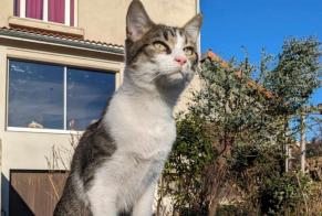 Alerte Disparition Chat  Femelle , 1 ans Aubière France