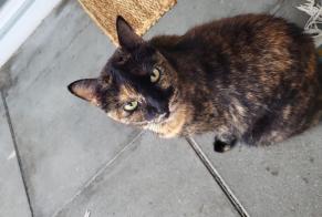 Alerte Disparition Chat Femelle , 10 ans Ecublens Suisse