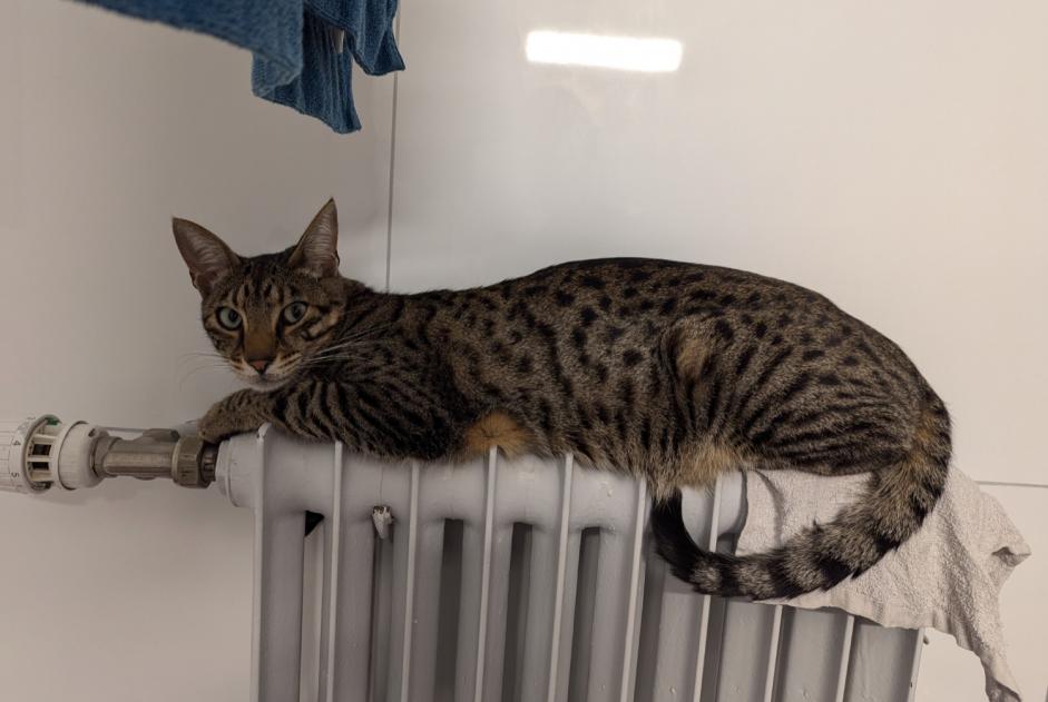 Alerte Disparition Chat  Mâle , 2 ans Niouc Suisse