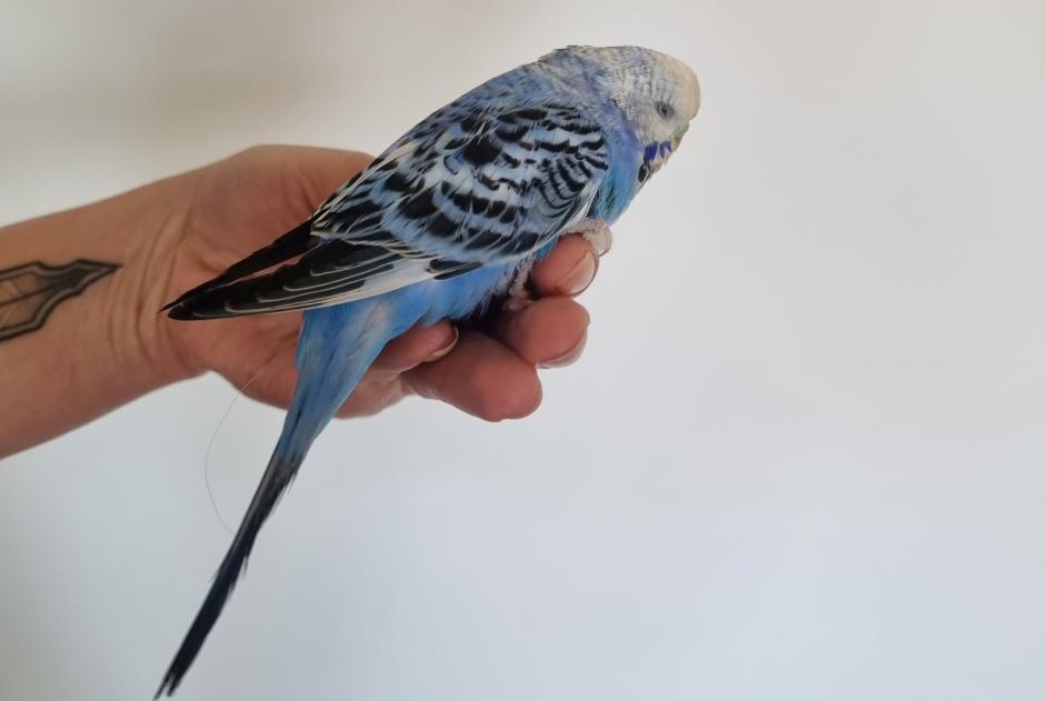 Alerte Découverte Oiseau Inconnu Préverenges Suisse