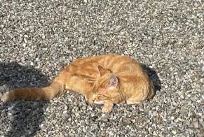 Alerte Disparition Chat Mâle , 2025 ans Genève Suisse