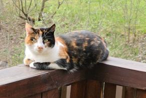 Alerte Disparition Chat croisement Femelle , 3 ans Tramelan Suisse