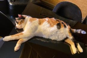 Alerte Disparition Chat croisement Femelle , 6 ans Lausanne Suisse