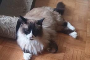 Alerte Disparition Chat croisement Mâle , 7 ans Morges Suisse