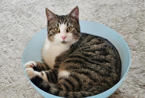 Alerte Disparition Chat Mâle , 1 ans Neuchâtel Suisse