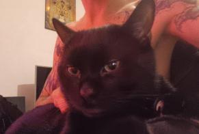 Alerte Disparition Chat  Mâle , 8 ans Yverdon-les-Bains Suisse