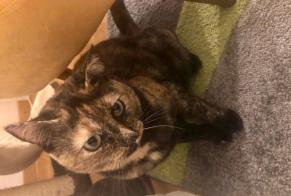 Alerte Disparition Chat  Femelle , 3 ans Neuchâtel Suisse
