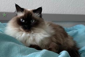 Alerte Disparition Chat  Femelle , 4 ans Montreux Suisse
