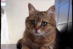 Alerte Disparition Chat Femelle , 2 ans Grandcour Suisse