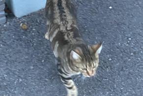 Alerte Découverte Chat croisement Femelle Cossonay Suisse