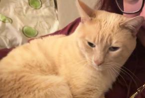Alerte Disparition Chat Mâle , 12 ans Genève Suisse