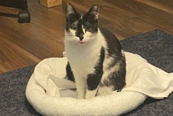 Alerte Disparition Chat  Femelle , 4 ans Eysins Suisse