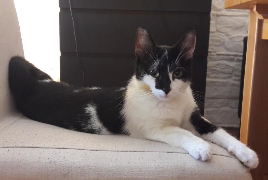 Alerte Disparition Chat  Femelle , 4 ans Eysins Suisse