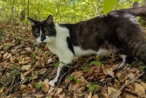 Alerte Découverte Chat Inconnu Ferreyres Suisse