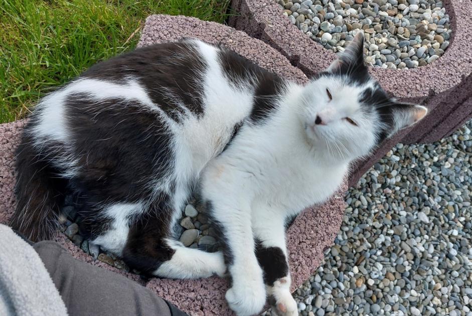 Alerte Découverte Chat Mâle Damphreux-Lugnez Suisse