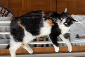 Alerte Disparition Chat Femelle , 12 ans Morges Suisse